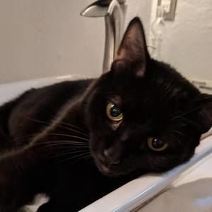 Meet your Posher, Katrina